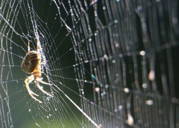 VẢI SỢI CÓ NGUỒN GỐC TƠ NHỆN