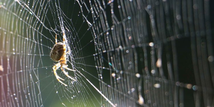 VẢI SỢI CÓ NGUỒN GỐC TƠ NHỆN