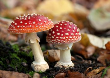 TƯƠNG LAI CỦA THỜI TRANG LÀ NẤM : NGUỒN CHẤT LIỆU CHO THỜI TRANG BỀN VỮNG