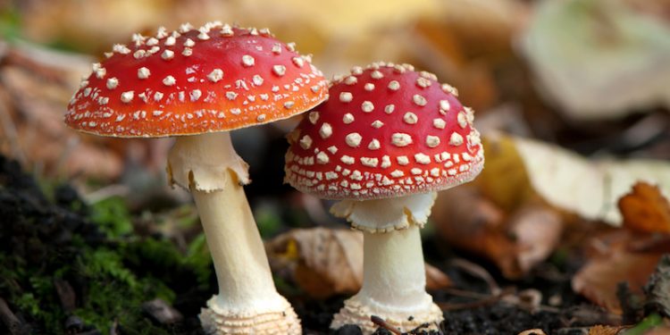 TƯƠNG LAI CỦA THỜI TRANG LÀ NẤM : NGUỒN CHẤT LIỆU CHO THỜI TRANG BỀN VỮNG