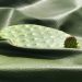 Vật liệu da thực vật Desserto làm từ xương rồng nopal