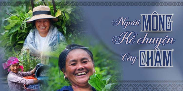 Nhuộm chàm truyền thống của người Mông ở Lào Cai