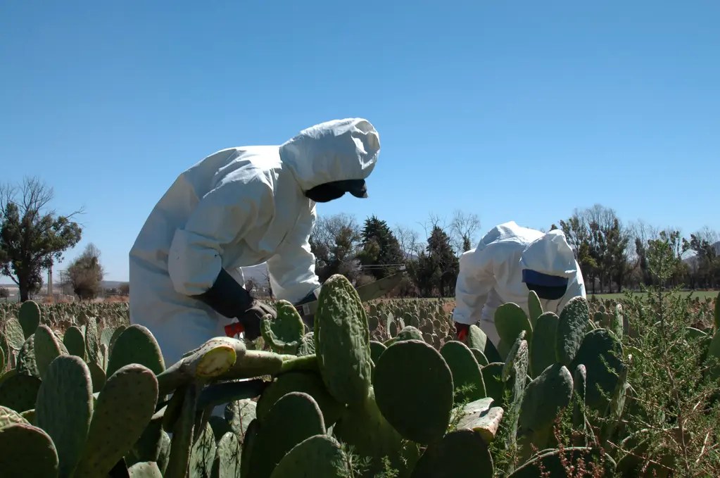 Đồn điền xương rồng nopal Opuntia ficus-indica ở Zacatecas, Mexico